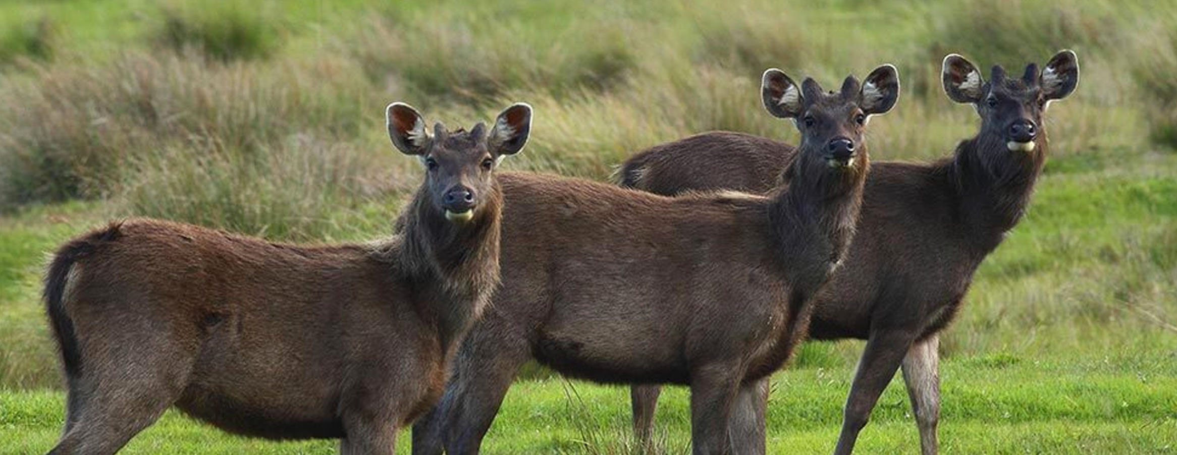 Hortan Plains Tour in Sri Lanka | Rock Lanka Tours