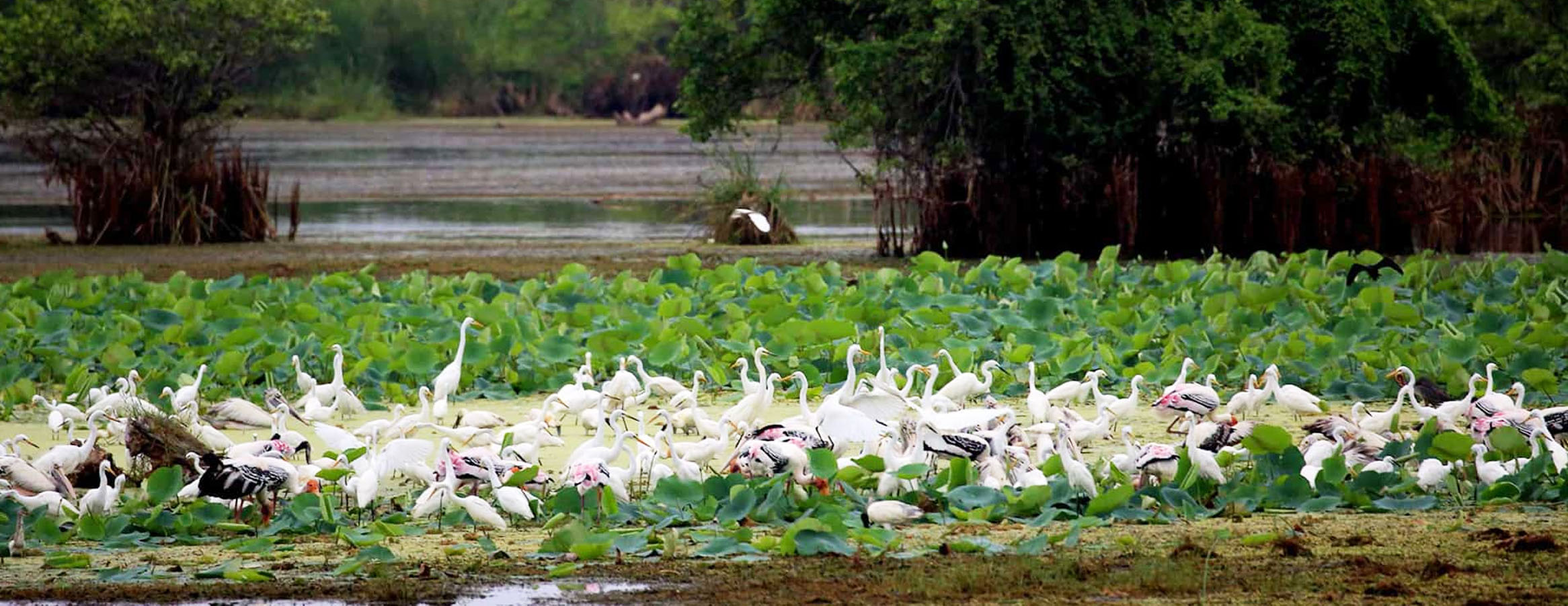 Kumana National Park Tour in Sri Lanka | Rock Lanka Tours
