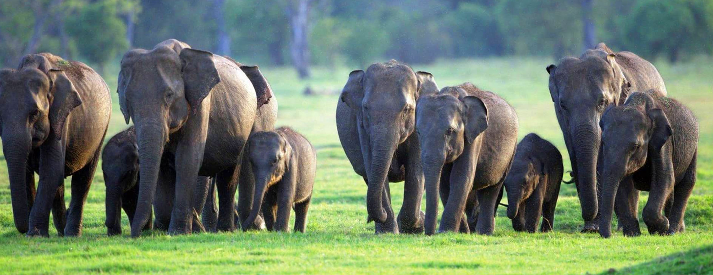 Menneriya Tour Package In Sri Lanka | Rock Lanka Tours