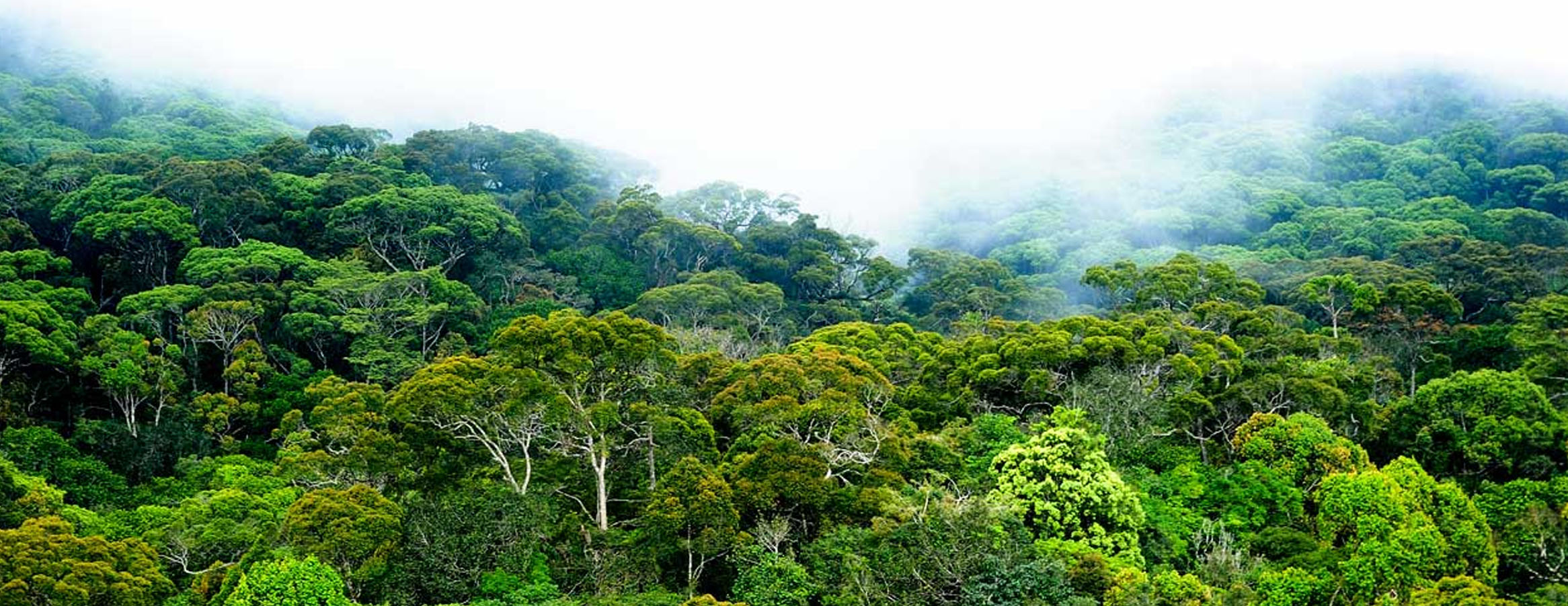 Sinharaja Forest Reserve Tour in Sri Lanka | Rock Lanka Tour