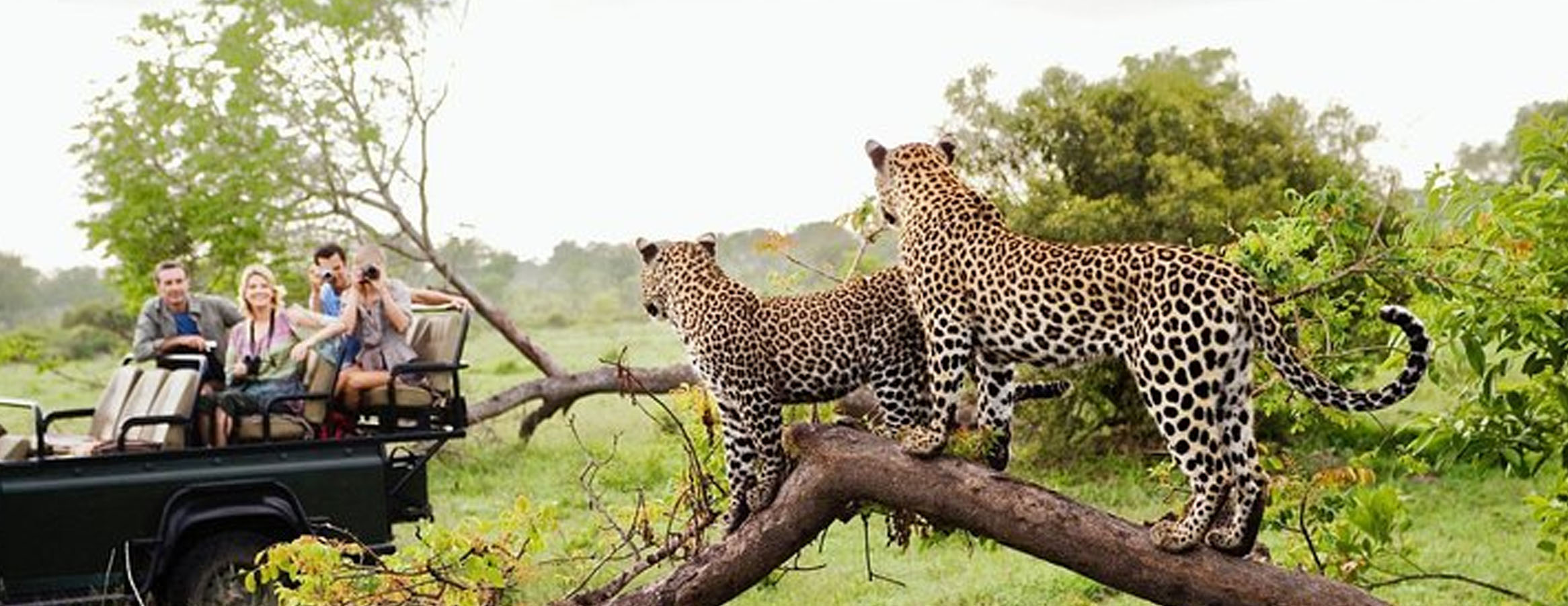 Yala National Park Tour in Sri Lanka | Rock Lanka Tours