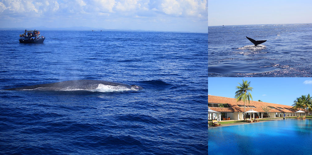 One Week Beach Stay tour in Sri Lanka - itinerary | Rock Lanka Tours