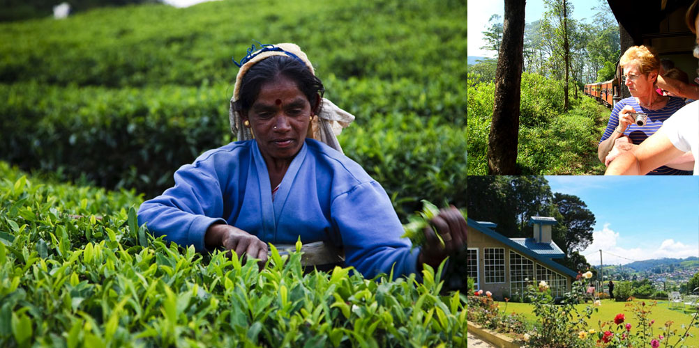 One week tour in Sri Lanka - itinerary | Rock Lanka Tours