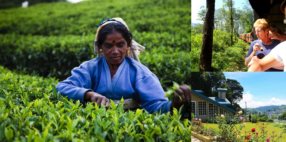 Three weeks tour in Sri Lanka - itinerary | Rock Lanka Tours
