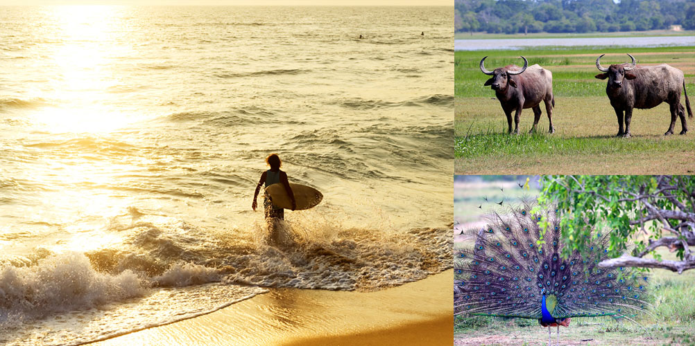 Three weeks tour in Sri Lanka - itinerary | Rock Lanka Tours