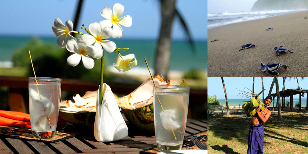 Two weeks tour in Sri Lanka - itinerary | Rock Lanka Tours