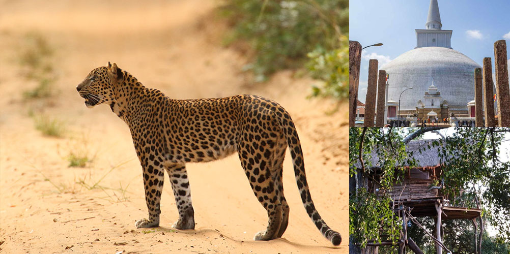 Two weeks tour in Sri Lanka - itinerary | Rock Lanka Tours